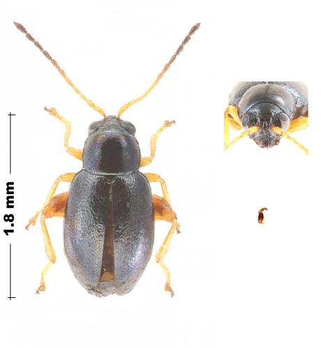 Aphthona sp.